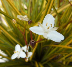 Libertie 'Goldfinger' - Libertia ixioides 'Goldfinger'