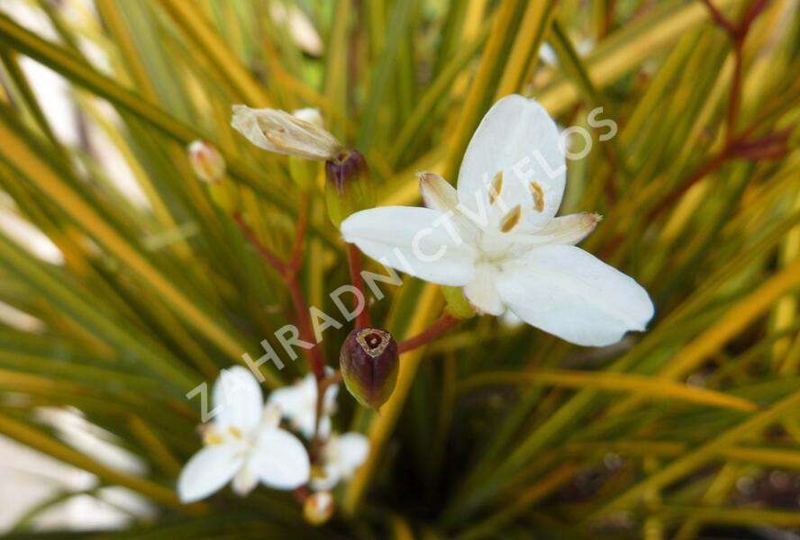 Libertie 'Goldfinger' - Libertia ixioides 'Goldfinger'