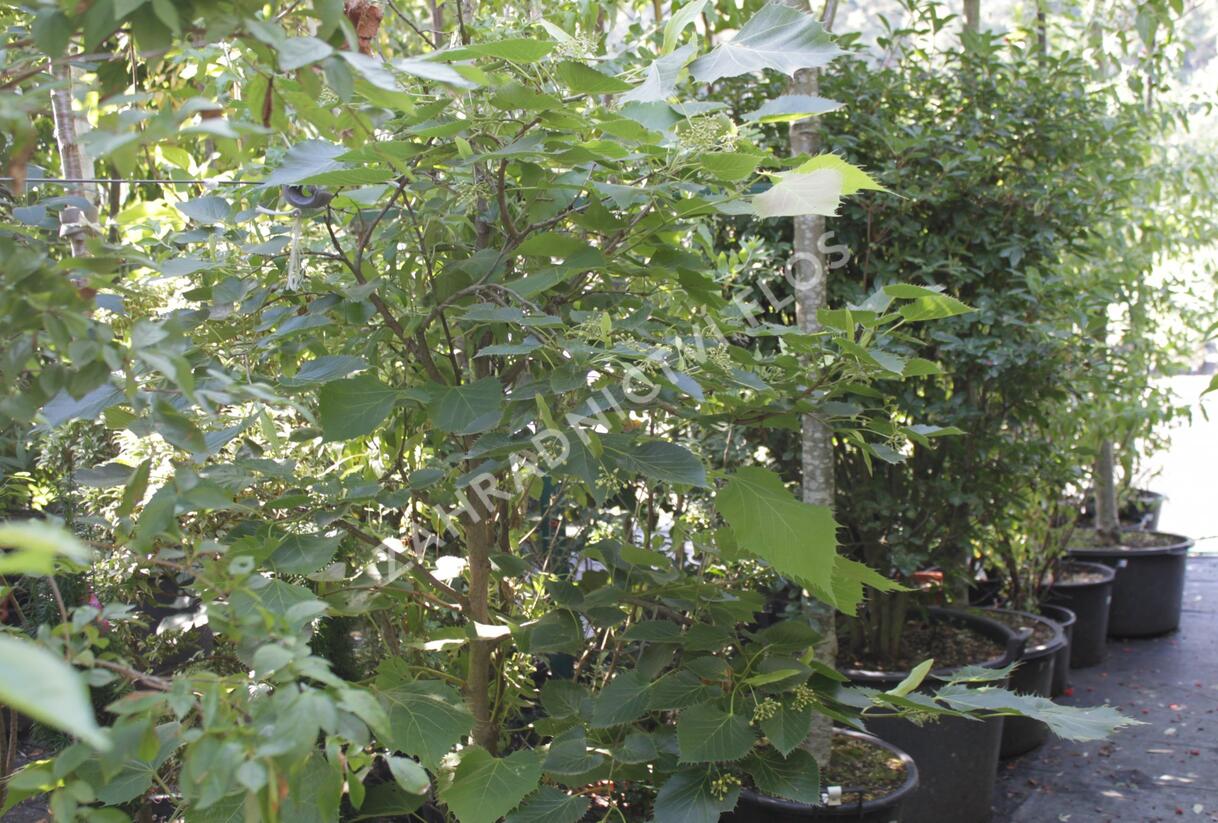 Lípa Henryho - Tilia henryana