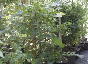 Lípa Henryho - Tilia henryana