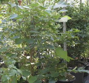 Lípa Henryho - Tilia henryana