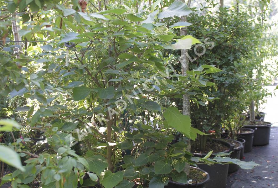 Lípa Henryho - Tilia henryana