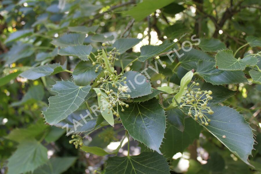 Lípa Henryho - Tilia henryana