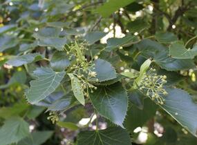 Lípa Henryho - Tilia henryana
