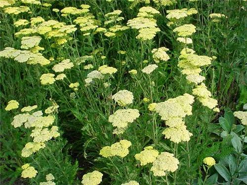 Řebříček tužebníkovitý 'Credo' - Achillea filipendulina 'Credo'