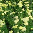 Řebříček tužebníkovitý 'Credo' - Achillea filipendulina 'Credo'