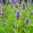 Agastache 'Blue Fortune' - Agastache hybrida 'Blue Fortune'