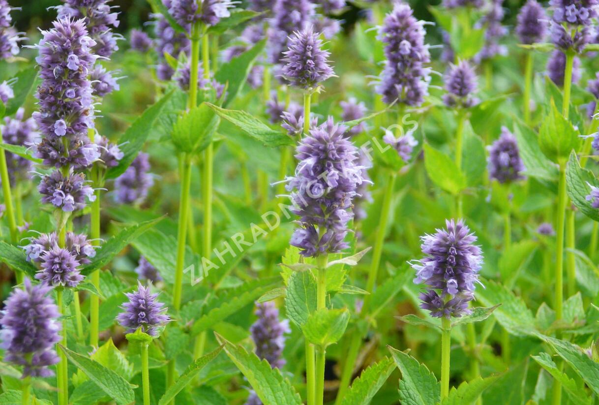 Agastache 'Blue Fortune' - Agastache hybrida 'Blue Fortune'