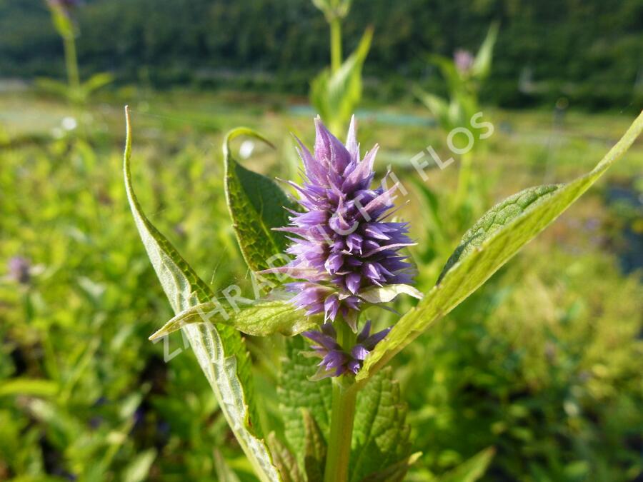 Agastache 'Blue Fortune' - Agastache hybrida 'Blue Fortune'