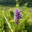 Agastache 'Blue Fortune' - Agastache hybrida 'Blue Fortune'