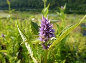 Agastache 'Blue Fortune' - Agastache hybrida 'Blue Fortune'