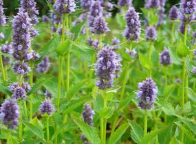 Agastache 'Blue Fortune' - Agastache hybrida 'Blue Fortune'