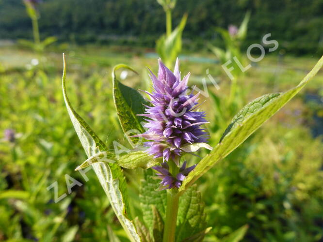 Agastache 'Blue Fortune' - Agastache hybrida 'Blue Fortune'