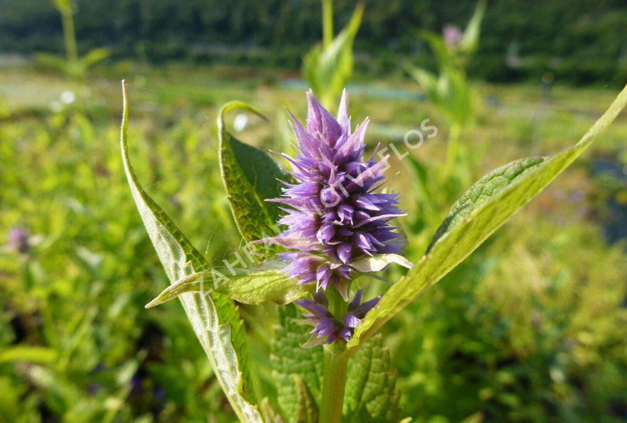 Agastache 'Blue Fortune' - Agastache hybrida 'Blue Fortune'