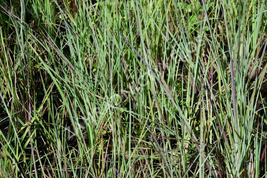 Vousatice metlatá - Andropogon scoparius
