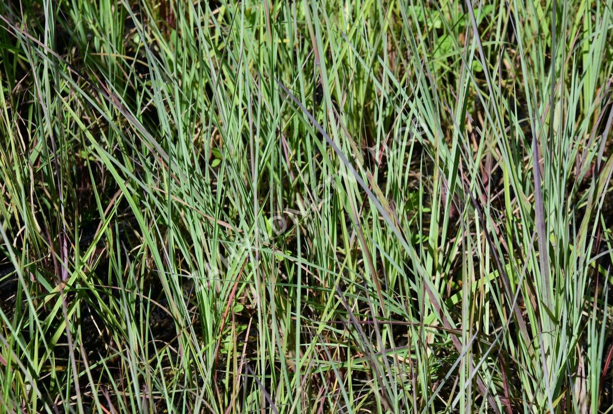 Vousatice metlatá - Andropogon scoparius