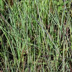 Vousatice metlatá - Andropogon scoparius