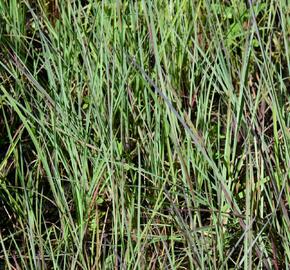 Vousatice metlatá - Andropogon scoparius