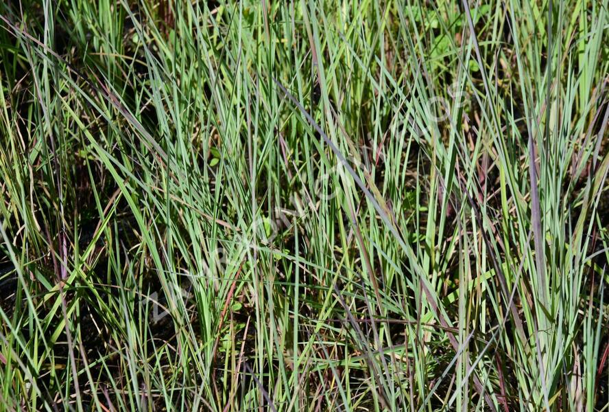 Vousatice metlatá - Andropogon scoparius