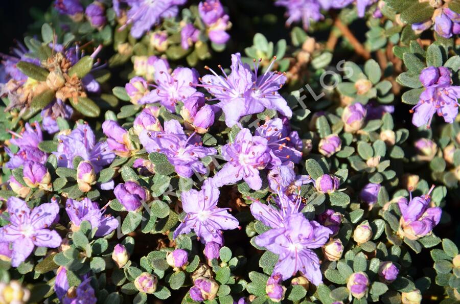 Pěnišník obtížený - Rhododendron impeditum