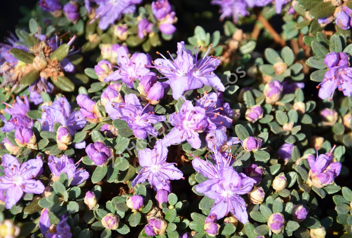 Pěnišník obtížený - Rhododendron impeditum