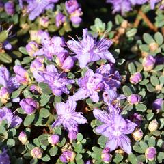 Pěnišník obtížený - Rhododendron impeditum