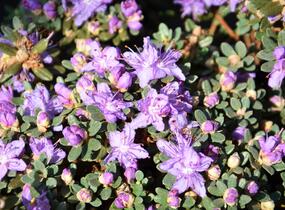 Pěnišník obtížený - Rhododendron impeditum