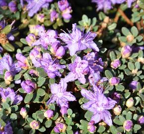 Pěnišník obtížený - Rhododendron impeditum