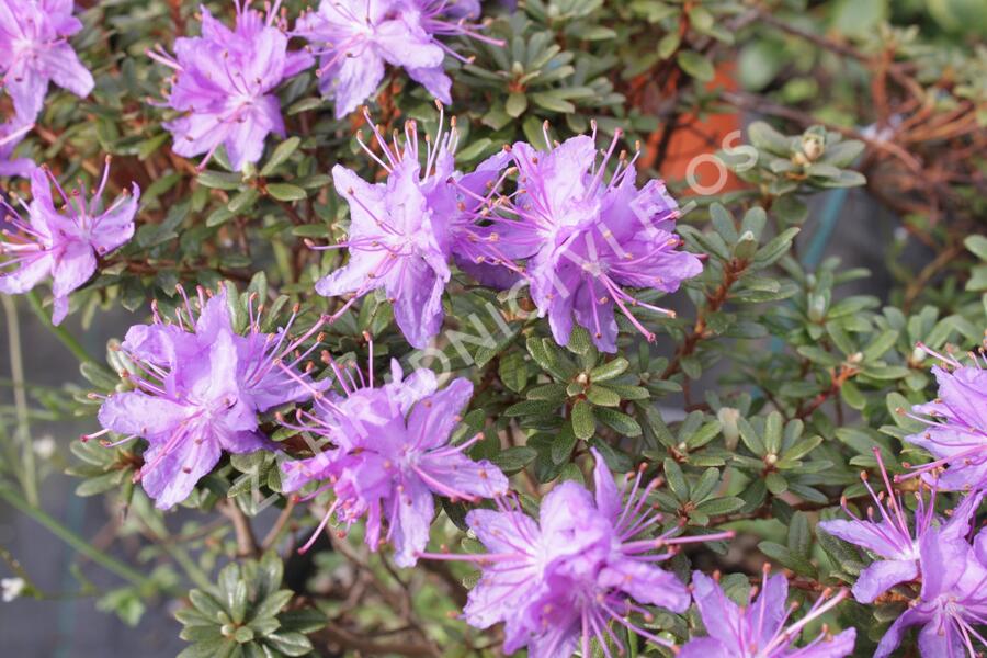 Pěnišník obtížený - Rhododendron impeditum