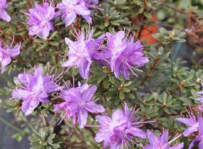 Pěnišník obtížený - Rhododendron impeditum