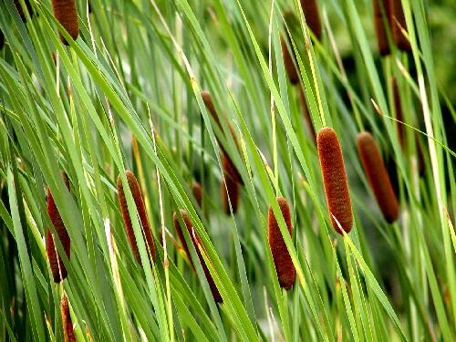 Orobinec sítinovitý - Typha laxmannii