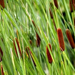 Orobinec sítinovitý - Typha laxmannii