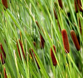 Orobinec sítinovitý - Typha laxmannii