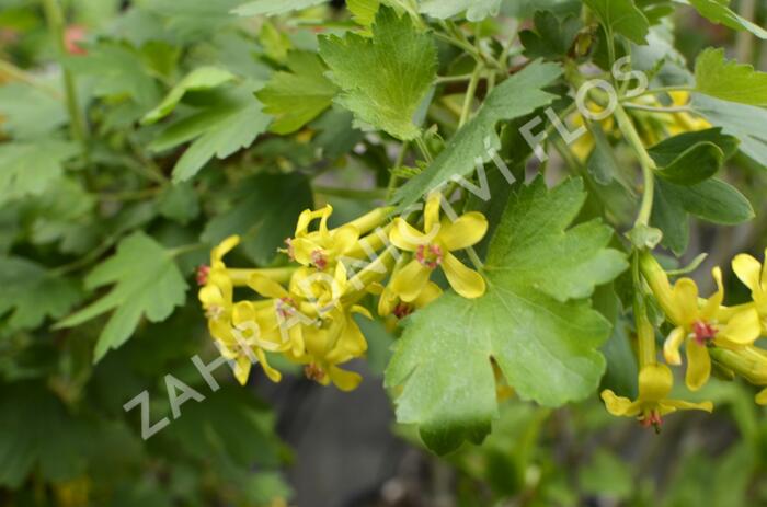 Meruzalka vonná - Ribes odoratum