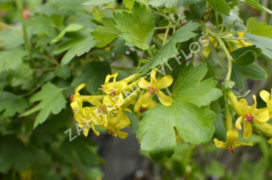 Meruzalka vonná - Ribes odoratum