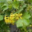 Meruzalka vonná - Ribes odoratum