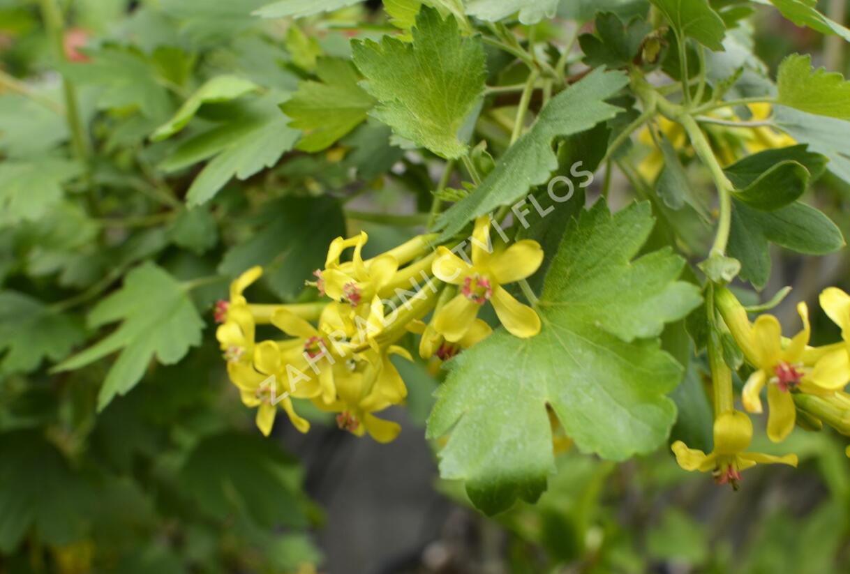 Meruzalka vonná - Ribes odoratum