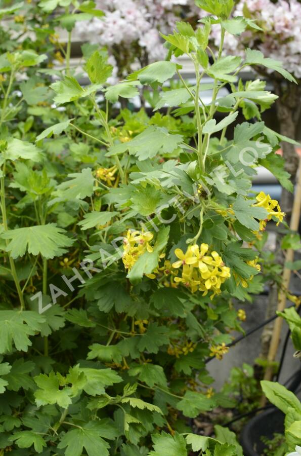 Meruzalka vonná - Ribes odoratum