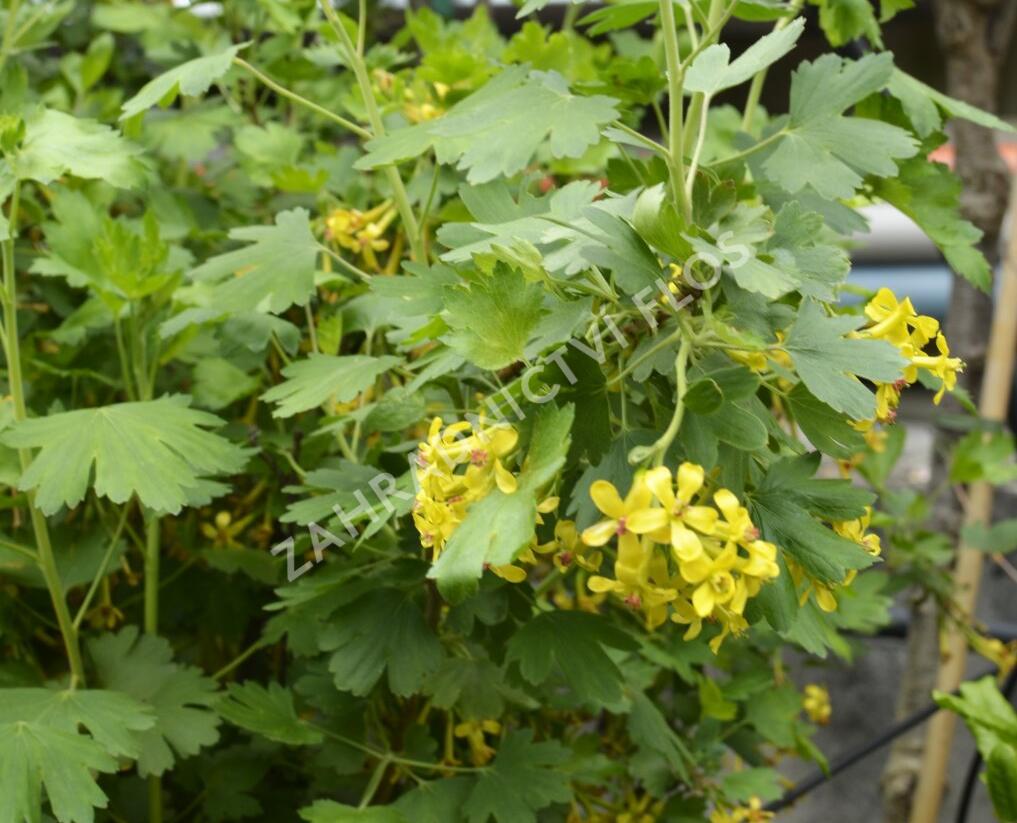 Meruzalka vonná - Ribes odoratum
