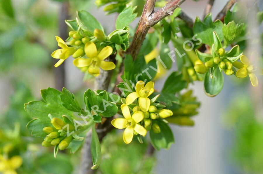 Meruzalka vonná - Ribes odoratum