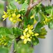 Meruzalka vonná - Ribes odoratum