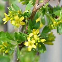 Meruzalka vonná - Ribes odoratum