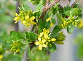 Meruzalka vonná - Ribes odoratum