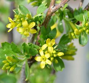 Meruzalka vonná - Ribes odoratum