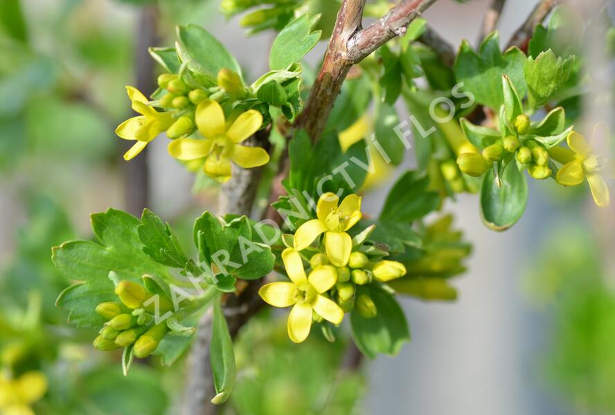 Meruzalka vonná - Ribes odoratum