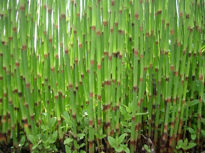 Přeslička poříční - Equisetum fluviatile