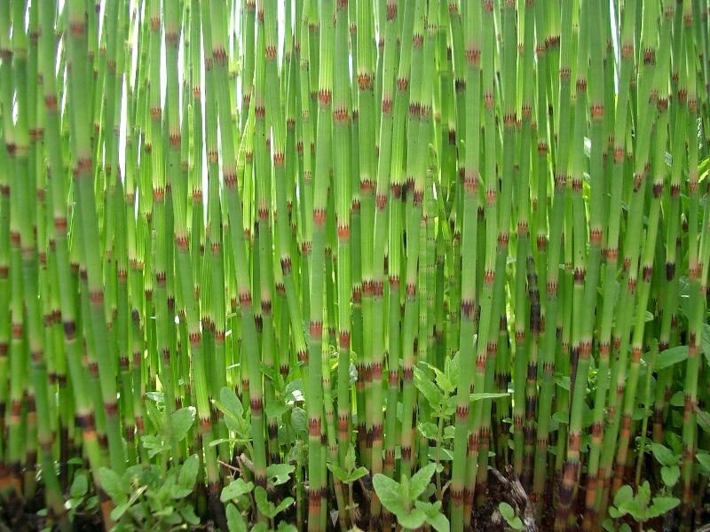 Přeslička poříční - Equisetum fluviatile