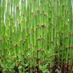 Přeslička poříční - Equisetum fluviatile
