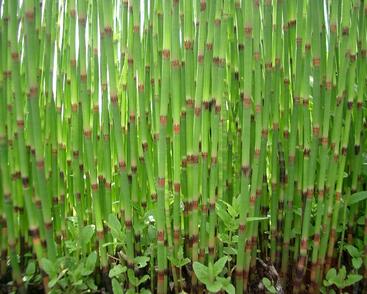 Přeslička poříční