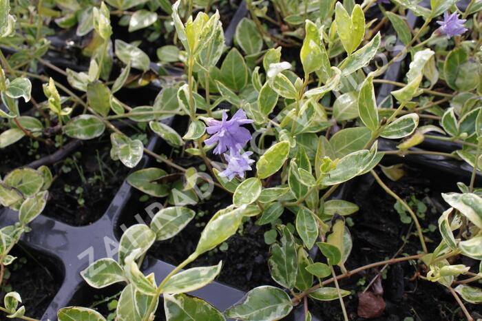 Barvínek menší 'Moonlit' - Vinca minor 'Moonlit'